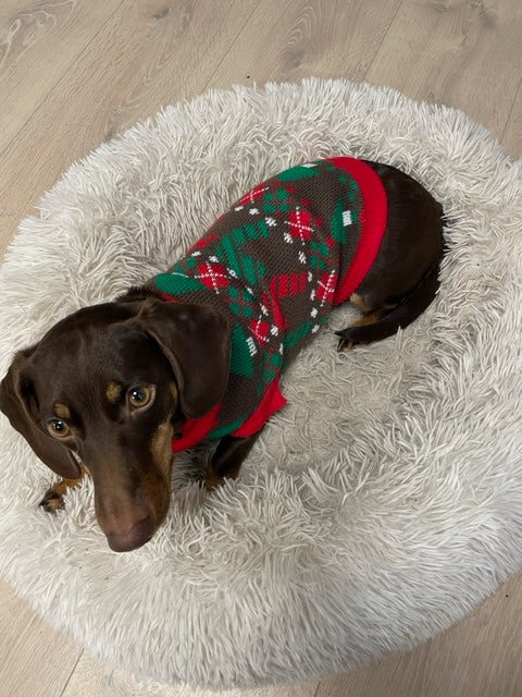 En liten brun hund med en röd och grön jultröja.
